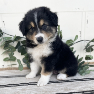 Australian Shepherd Puppy Kayce