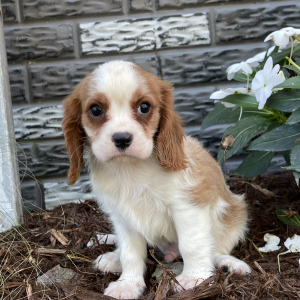 Cavalier King Charles Spaniel Puppy Roy