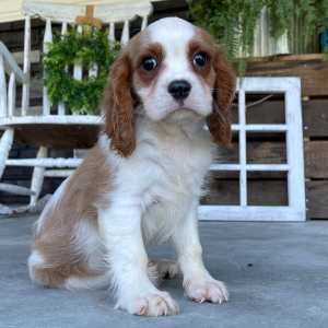Cavalier King Charles Spaniel Puppy Roy