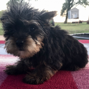 Yorkshire Terrier Puppy Mazie