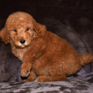 Poodle Puppy Jacie