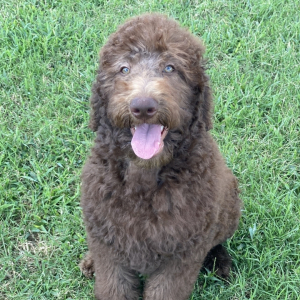 Labradoodle Puppy Adele