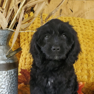 Cockapoo Puppy Java