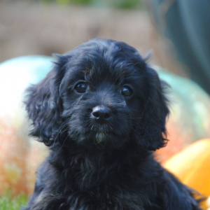 Cavapoo Puppy Zoey