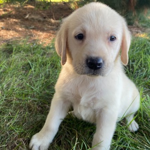 Labrador Retriever Puppy Deanna