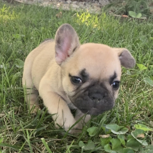 French Bulldog Puppy Walter