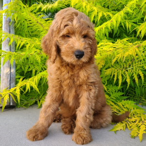 Goldendoodle Puppy Jet
