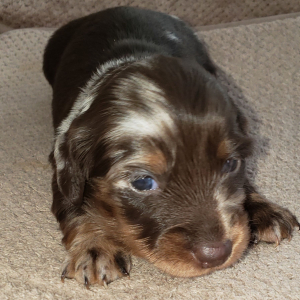 Dachshund Puppy Victoria