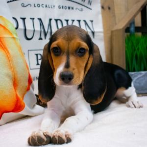 Beagle Puppy Babe