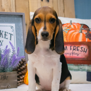 Beagle Puppy Babe
