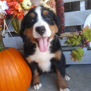 Bernese Mountain Dog Puppy Aspen