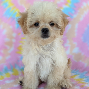 Peekapoo Puppy Gigi