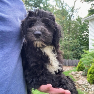 Sheepadoodle Puppy Ashley