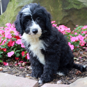Sheepadoodle Puppy Emilene