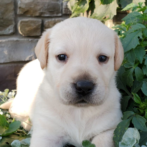 Labrador Retriever Puppy Rose