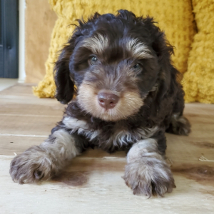 Cockapoo Puppy Xpresso