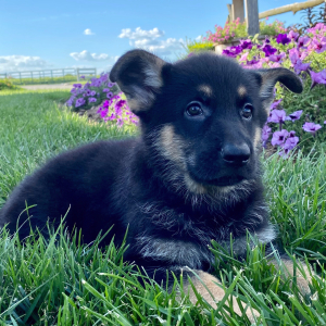 German Shepherd Dog Puppy Gina