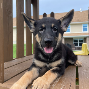 German Shepherd Dog Puppy Gina