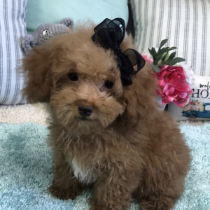 Poodle Puppy Waylen