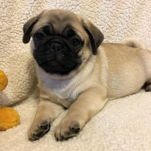 Pug Puppy Booboo