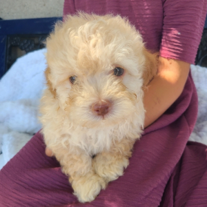 Poodle Puppy Gruffy