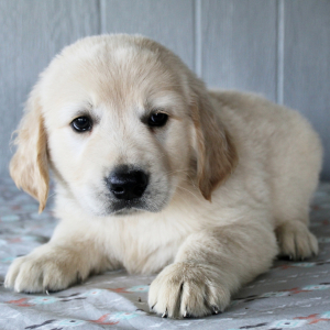Golden Retriever Puppy Duke