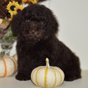 Poodle Puppy Andy
