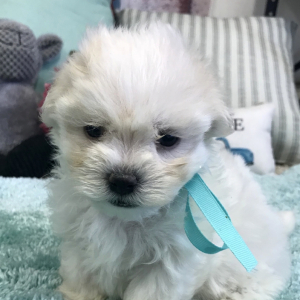 Maltese Puppy Jackson