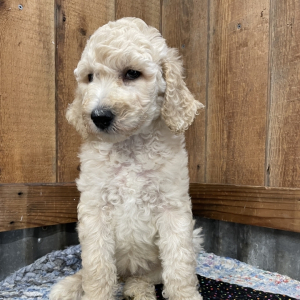 Poodle Puppy Eva
