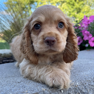 Cocker Spaniel Puppy Jerry
