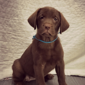 Labrador Retriever Puppy Phylis