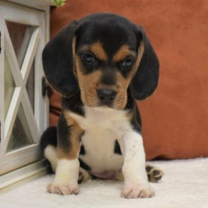 Beagle Puppy Buddy