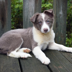 Border Collie Puppy Fisher