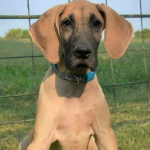 Great Dane Puppy Lori