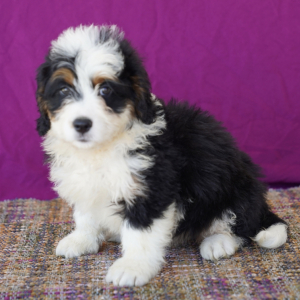 Bernedoodle Puppy Mae