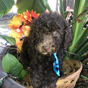 Labradoodle Puppy Maverick