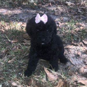 Labradoodle Puppy Lauren