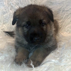 German Shepherd Dog Puppy Britta
