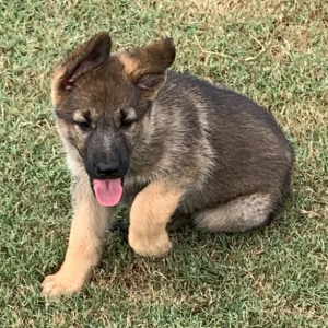 German Shepherd Dog Puppy Britta