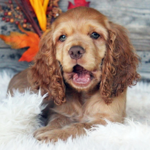 Cocker Spaniel Puppy Aiden