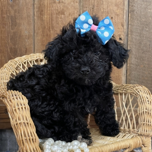 Havapoo Puppy Maggie
