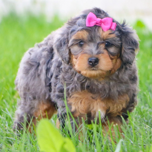 Bernedoodle Puppy Indy