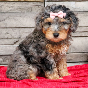 Bernedoodle Puppy Indy