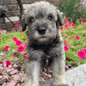Miniature Schnauzer Puppy Arlo