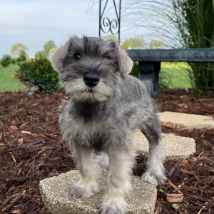 Miniature Schnauzer Puppy Arlo