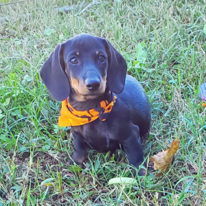 Dachshund Puppy Lillianna