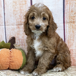 Cockapoo Puppy Hank
