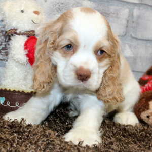Cocker Spaniel Puppy Pratt