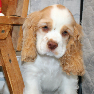 Cocker Spaniel Puppy Pratt