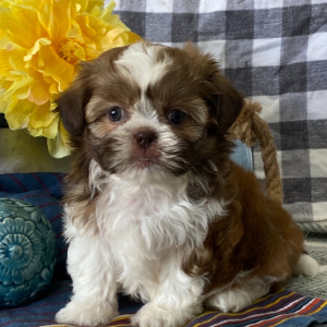 Shih Tzu Puppy Sarg